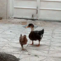 اردک