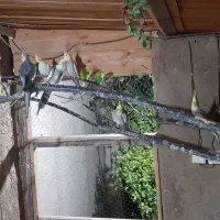 عروس هلندی مرغ عشق