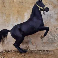 خریدار اسب و کره