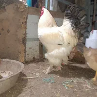 خروس برهما