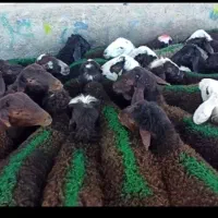 بره نر مجموعه دامداری بزرگ امیر عامری