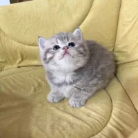 بچه گربه نژاد بریتیش شجره دار