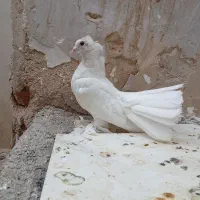 کبوتر