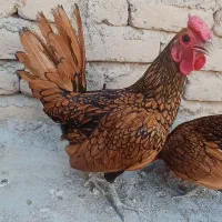 تخم مرغ سبراید بوف به فروش می‌رسد