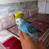 مرغ‌عشق