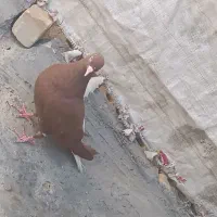 کبوتر زرد دم سفید ماده