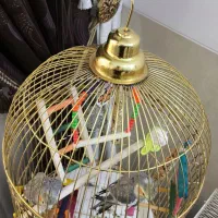 یک جفت عروس هلندی