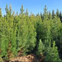 کاج کله قندی مشهد