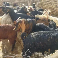 ۴۰ عدد بز جوان هم برا کشت هم برا داشت