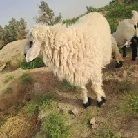 بره نر|حیوانات مزرعه|هیرمند, |دیوار