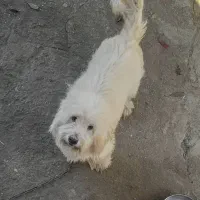 سگ پشمالو سفید