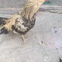 مرغ و خروس لاری