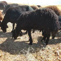 بره نر غزه غزل اصل