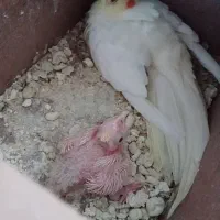 عروس هلند مولد