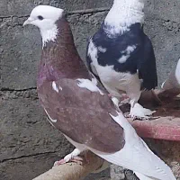 یک جفت کبوتر
