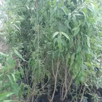حراج نهال انار۲ساله به قیمت ۱۱۹ تومان