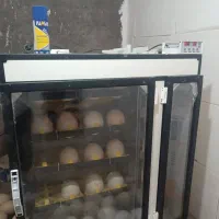 دستگاه جوجه کشی (مرغ و شتر مرغ)