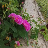 گل محمدی|گل و گیاه طبیعی|ماکو, |دیوار