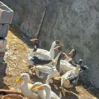 ۶غازو۳اردک زیرقیمت