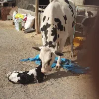 نخری شکم اول با گوساله ماده
