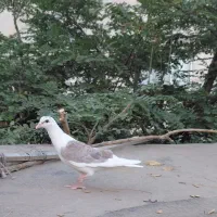 سرور کفتر جوجه گراف پشت سار