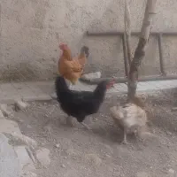 مرغ کردی