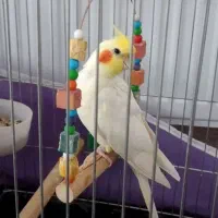 عروس هلندی همراه قفس بزرگ
