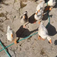 جوجه غاز|حیوانات مزرعه|گنبد کاووس, |دیوار