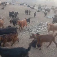 بز داشتی