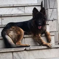 ژرمن شپرد نر و ماده