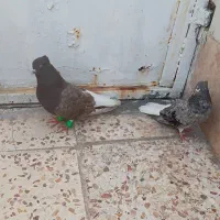 کبوتر