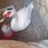 اردک روسی سفید