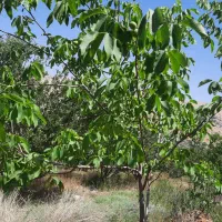 زمین به متراژ۲۶۰۰ متر