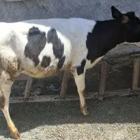 گوساله هلشتاین. ماده