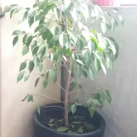 گل و گلدان بزرگ
