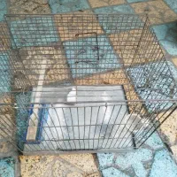 قفس پرنده