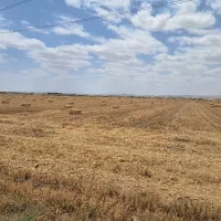 پرس گندم درجه یک اب چاه موتور به تعدادبالا