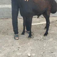 شیشک چینی