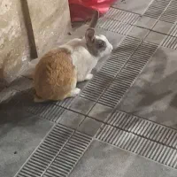 2عددخرگوش نر وماده