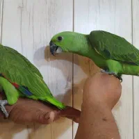 طوطی آمازون پشت گردن زرد سرلاکی