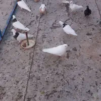 تعدادی کبوتر طوقی تهرانی جفتی ۵۰۰،۰۰۰