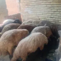 فروش گوسفند