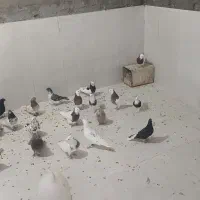 کبوتر
