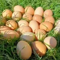 تخم مرغ اصیل