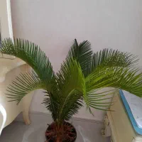 گل طبیعی