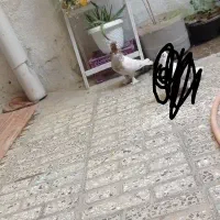 کفتر|پرنده|دورود, |دیوار