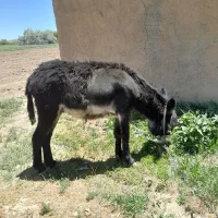 خر گله ای درشت