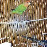 کوتوله برزیلی نر معاوضه با عروس هلندی