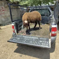 بره نرافشارچاق تمیز