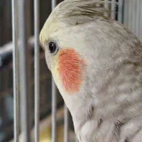 یه جفت عروس هلندی بالغ